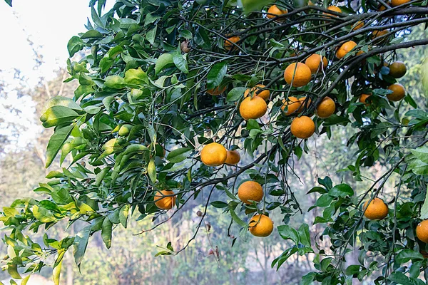 Naranja Creciendo Árbol Listo Para Comer Con Fondo Hojas Ramas — Foto de Stock