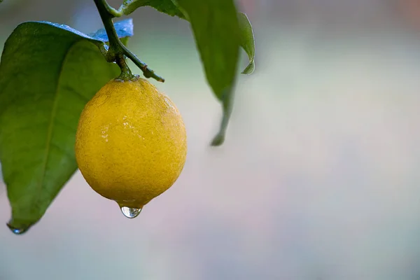 Lemon Hanging Branch Green Leafs Covered Water Drop — Stock Photo, Image