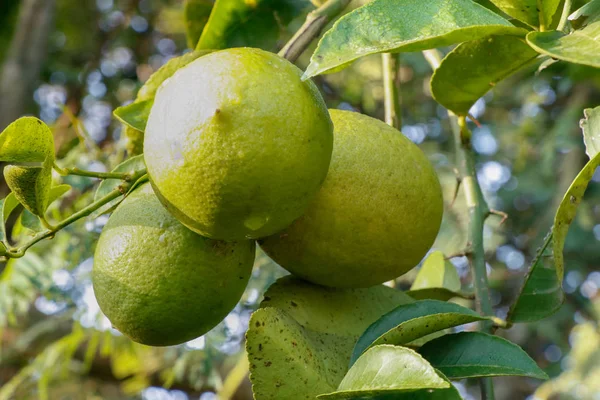 Cerro Limones Fruto Que Crece Árbol Fondo Cubierto Ramas Hojas — Foto de Stock