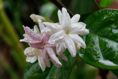 Yasemin beyaz çiçeklerle yapraklar ve yağmur damlaları, sonra yağmur çiçek ve su ile kapağı yapraklar.