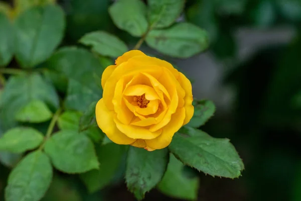 Fleur Rose Jaune Fleurissant Sur Buisson Dans Jardin Par Jour — Photo