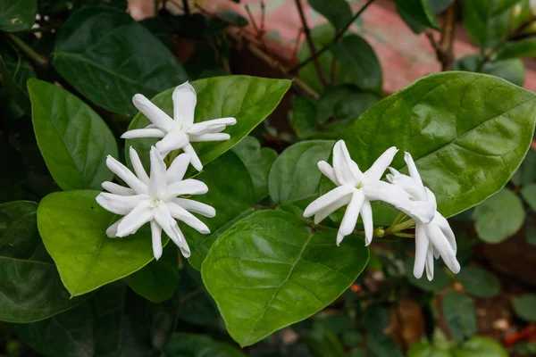 Jasmine white flowers with leafs and rain drops, after the rain flower and leafs cover with water