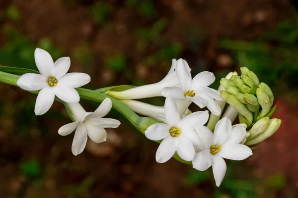 Tuberose Weiße Blüten Mit Zweigen Und Knospen Mit Verschwommenem Hintergrund — Stockfoto