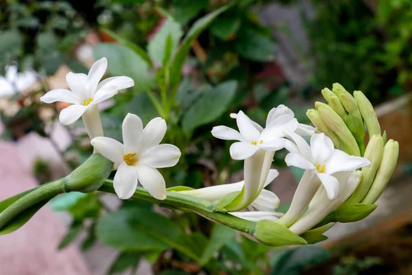 Tuberose Flores Brancas Com Ramos Botões Coved Com Fundo Blury — Fotografia de Stock
