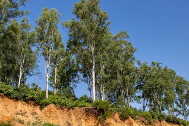 Kes ve yollar toprak erozyonu ve ağaçlar Kökleri yapma nedeniyle yol açtı
