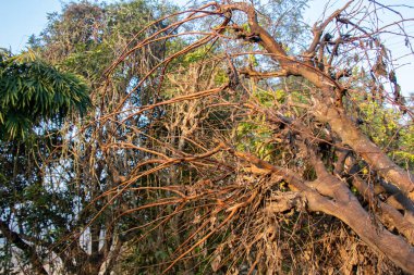 Yalan alan ve kurutulmuş, kök ve dal kesme ağaç sonra kurutulmuş