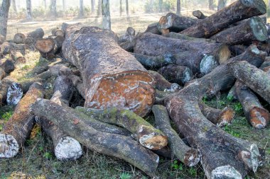 Ahşap ahşap ve yakacak odun parçaları organize ormanda, yalan