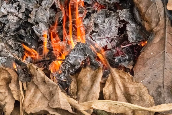 Листя Автоматів Горять Виробляючи Жовтий Вогонь Дим Попіл Лісі — стокове фото