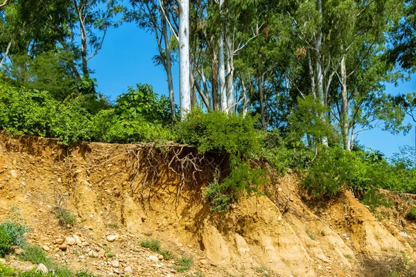 Kes ve yollar toprak erozyonu ve ağaçlar Kökleri yapma nedeniyle yol açtı