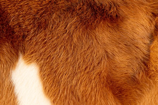 Cow, animal fur, hair brown golden white color, background and texture