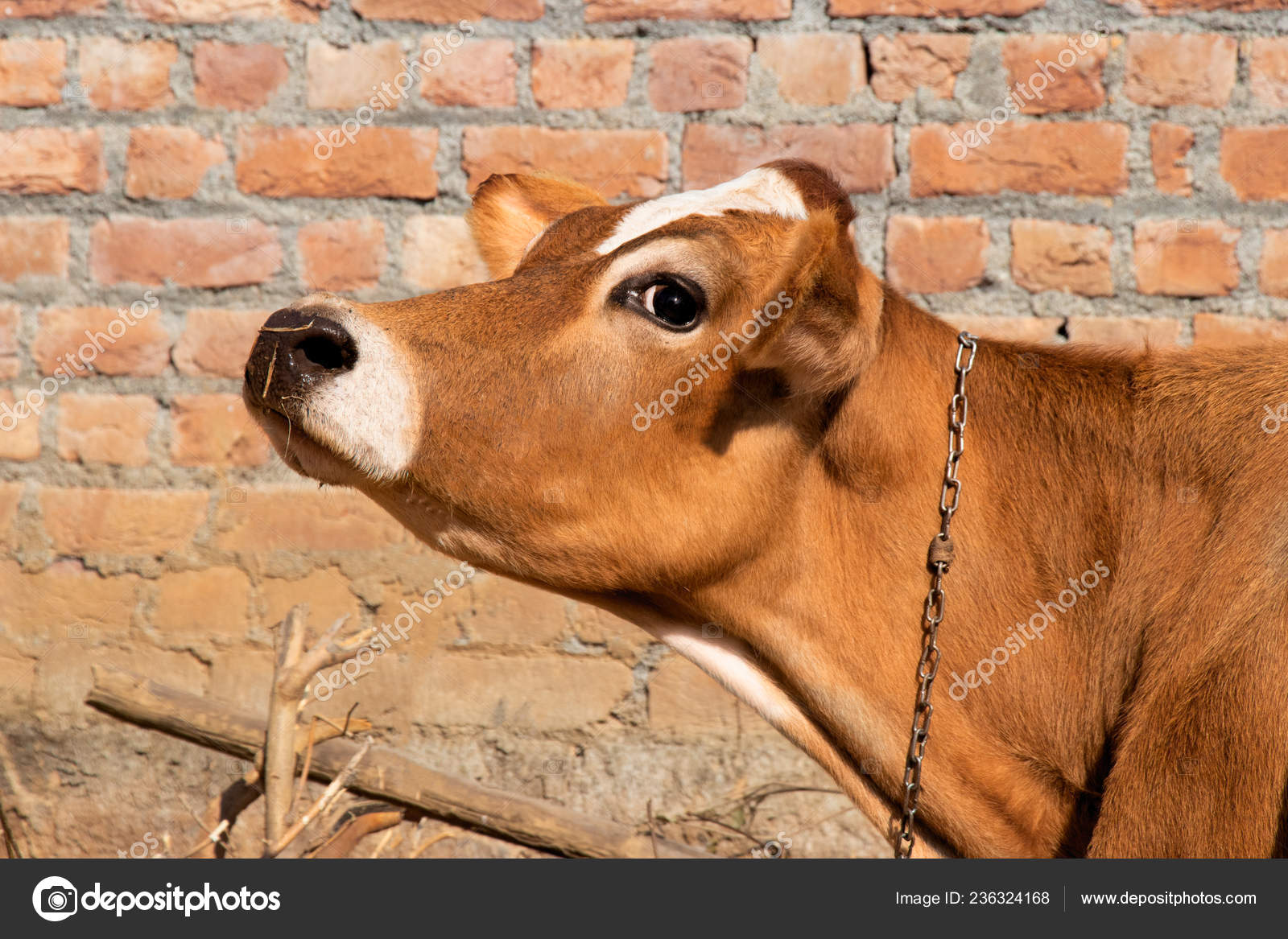 Jersey cow face Jersey Cow Face Head Side View Cow Looking Brown Cow