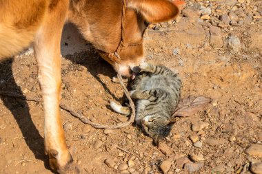 İnek ve kedi birlikte ahır dışında oynama
