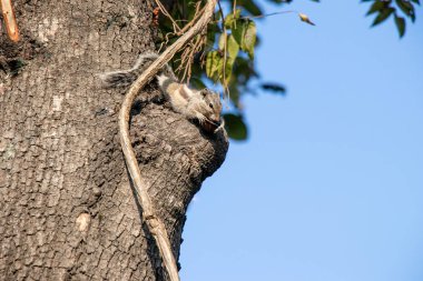 Ağaca tutunarak bir ağaçta sincap
