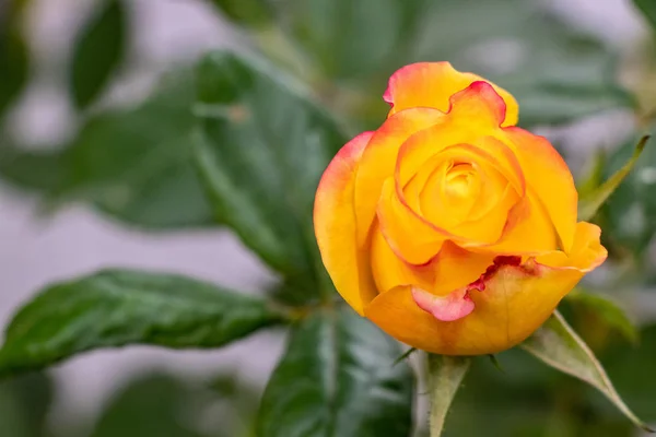 Gelbe Rosenknospe Die Sonnigen Tagen Auf Rosenbüschen Blüht — Stockfoto