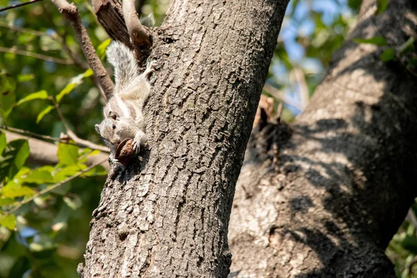 松鼠在树上 紧紧抓住树 — 图库照片
