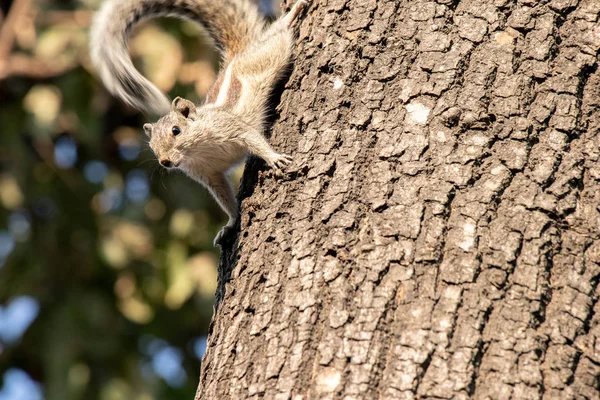 Eichhörnchen Auf Einem Baum Klammert Sich Den Baum — Stockfoto