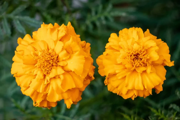 Calendula Fiore Fioritura Giardino Primo Piano Vista Sfondo Sepoltura — Foto Stock