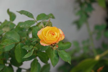 Sarı gül çiçek gül bahçesinde üzerinde güneşli günde çiçek açan