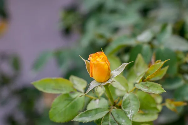 Gelbe Rosenknospe Die Einem Sonnigen Tag Sommer Auf Rosenbüschen Blüht — Stockfoto