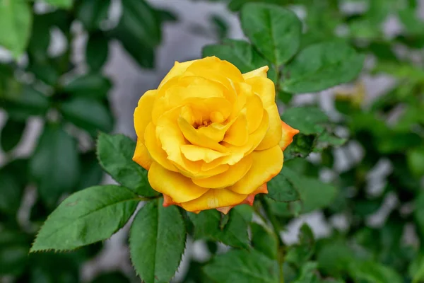 Gelbe Rosenblüte Blüht Sonnigem Tag Strauch Garten — Stockfoto