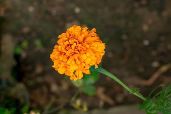 Kwiat Żółty Nagietek Soily Ciemne Brązowe Tło — Zdjęcie stockowe