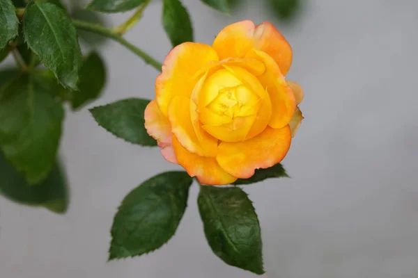 Gelbe Rose Blüht Garten Mit Blättern — Stockfoto