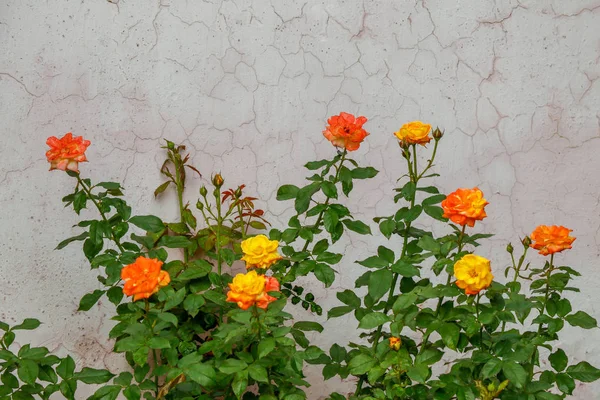 Gelb Rosa Gemischte Rose Blüht Garten Rosenpflanzen — Stockfoto