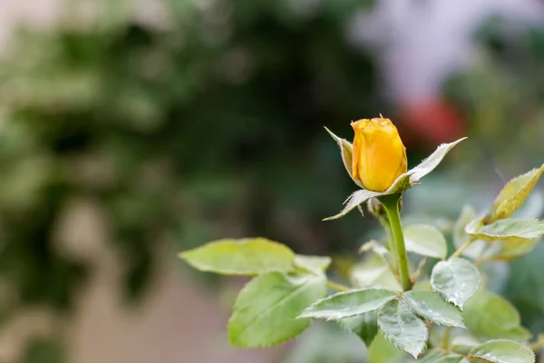 Gelbe Rosenknospe Die Einem Sonnigen Tag Sommer Auf Rosenbüschen Blüht — Stockfoto