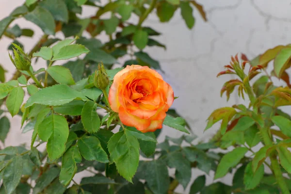 Желтые Розовые Розы Цветут Саду — стоковое фото