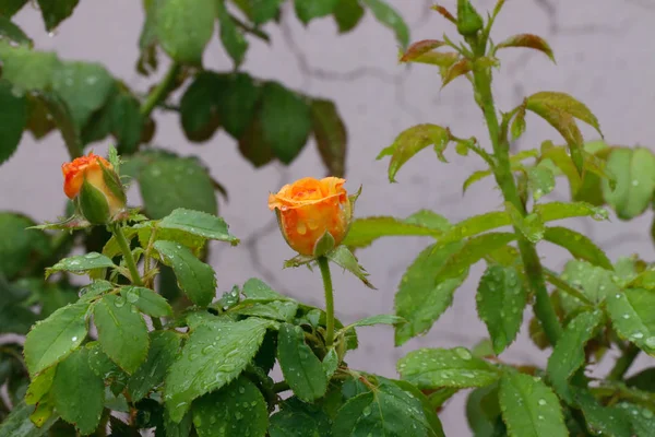Bourgeon Rose Jaune Fleurissant Dans Jardin — Photo