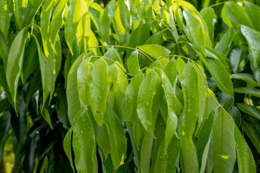 Yeşil bırakın ağacı yağmur sonrası