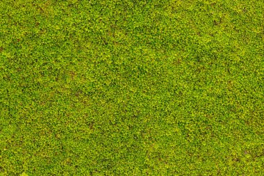 Yeşil yosun yağışlı sezon doku veya arka plan Beton nem duvarındaki