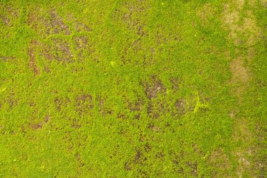 Yeşil yosun yağışlı sezon doku veya arka plan Beton nem duvarındaki