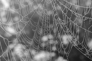 Sis su damla, önceki sabah çekilen örümcek ağı