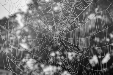 Sis su damla, önceki sabah çekilen örümcek ağı