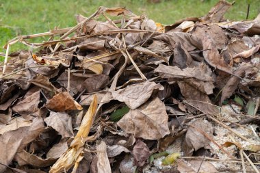 Ağaçlar kuru yapraklar toplanan ormanda ateş etmeye hazır