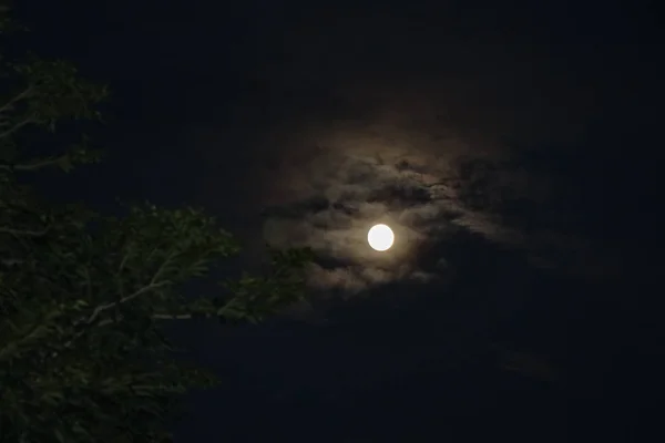 Luna Llena Cielo Por Noche Través Del Árbol Con Nubes — Foto de Stock