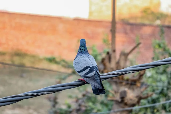 Elektrik Güç Kablosu Üzerinde Ayarlama Güvercin Arka Plan Gömmek — Stok fotoğraf