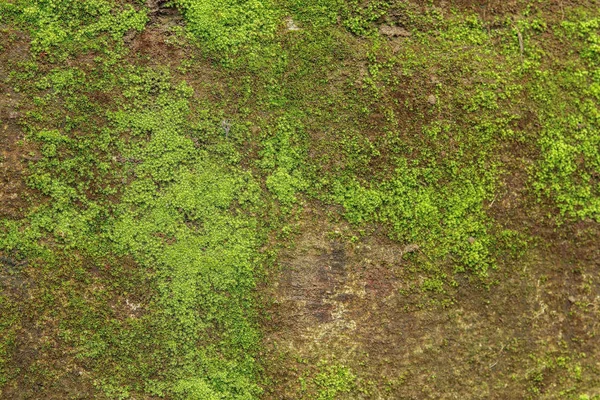 Green moss on concrete moisture wall, in rainy season texture or background