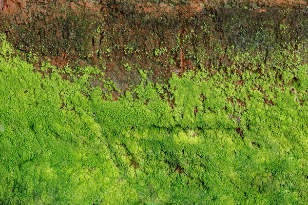 Green algae on concrete moisture wall, in rainy season texture or background