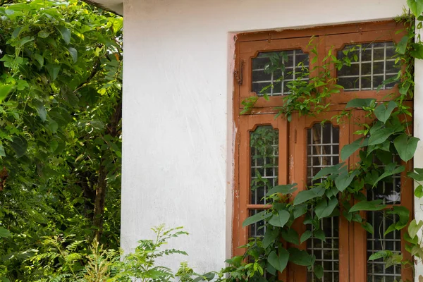 House Window View Window Covered Leaf Vine — Stock Photo, Image