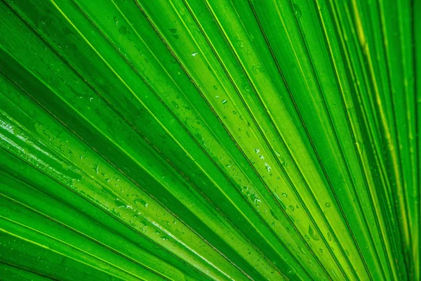 Palmenpflanzenblatt Grün Und Linien Textur Und Hintergrund — Stockfoto