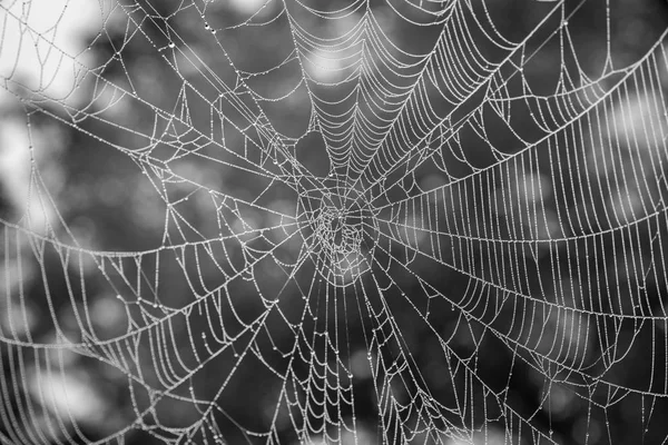 Spindelnät Med Dimma Vattendroppar Tidigare Morgonen — Stockfoto