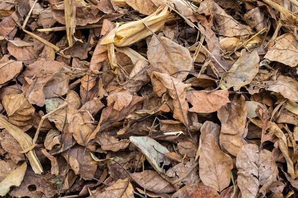 Trees Dries Leafs Collected Forest Ready Fire — Stock Photo, Image