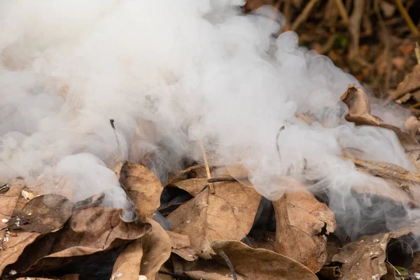 Trees Dries Leafs Collected Fired Forest Producing White Smoke Ash — Stock Photo, Image