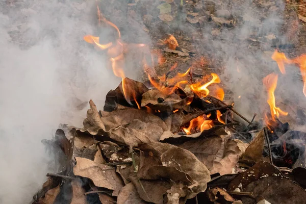 Dry leafs burning in forest , producing ash and smoke