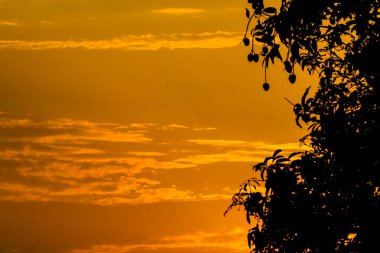 Günbatımı manzara ile akşam mango ağacı