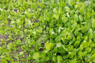 Bahçe, demir gıda büyüyen taze yeşil spinash