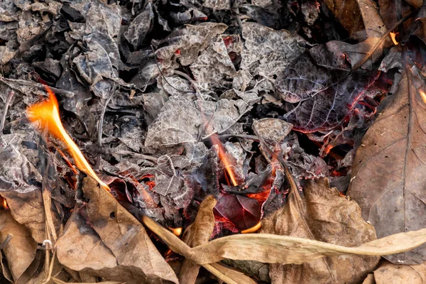 Folhas Secas Queimando Produzindo Cinzas Fumaça — Fotografia de Stock