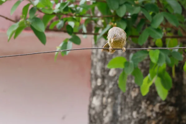 Cadre Oiseau Sur Dessus Branche Arbre Sur Fond Flou Des — Photo